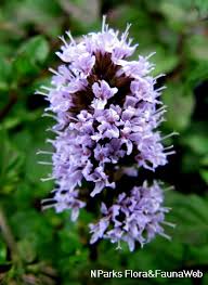 Image result for Mentha piperita