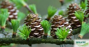 Attēlu rezultāti vaicājumam “Larix kaempferi”