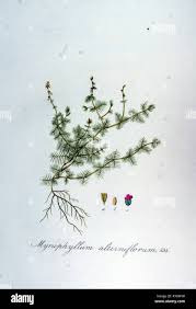 Attēlu rezultāti vaicājumam “Myriophyllum alterniflorum”