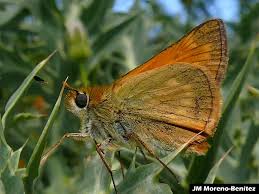 Attēlu rezultāti vaicājumam “Ochlodes sylvanus male”