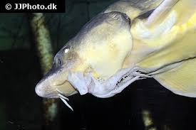 Image result for Huso fulvescens