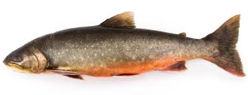 Image result for Myzopsetta ferruginea