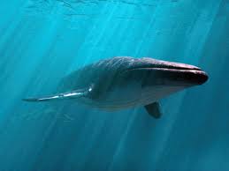 Image result for Balaenoptera musculus