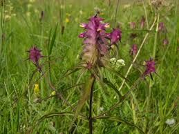 Attēlu rezultāti vaicājumam “Melampyrum cristatum”