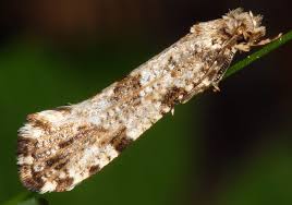 Attēlu rezultāti vaicājumam “Morophaga choragella”