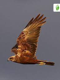 Attēlu rezultāti vaicājumam “Circus aeruginosus”