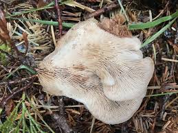 Attēlu rezultāti vaicājumam “Lentinellus ursinus”