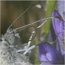 Attēlu rezultāti vaicājumam “Leptidea sinapis underside”