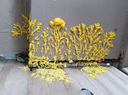 Attēlu rezultāti vaicājumam “Physaraceae”