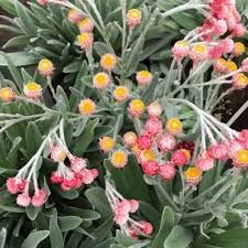 Image result for Helichrysum subulifolium