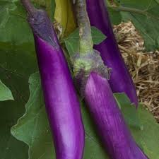 Afbeeldingsresultaat voor fengyuan purple eggplant