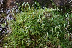 Attēlu rezultāti vaicājumam “Plagiomnium cuspidatum sporophyte”