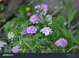Image result for Iberis umbellata