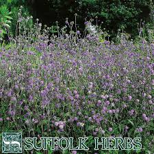 Image result for Succisa pratensis