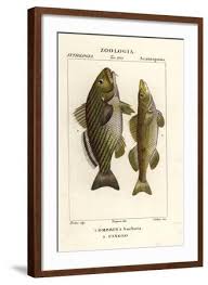 Image result for Umbrina cirrosa