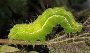 Attēlu rezultāti vaicājumam “Autographa excelsa”