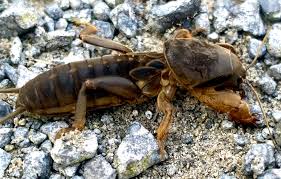 Attēlu rezultāti vaicājumam “Gryllotalpa gryllotalpa”