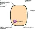 Ketoconazole 200 mg (Generic Nizoral) Antifungal Drug Treats ...