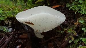 Attēlu rezultāti vaicājumam “Pseudohydnum gelatinosum”