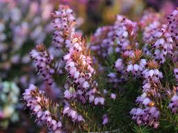 Attēlu rezultāti vaicājumam “Erica x darleyensis flower”