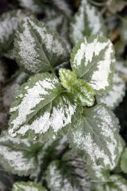 Attēlu rezultāti vaicājumam “Lamiastrum galeobdolon”