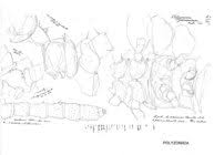Attēlu rezultāti vaicājumam “Polyzonium germanicum”