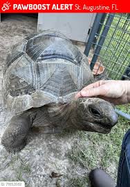 Attēlu rezultāti vaicājumam “Licea chelonoides”