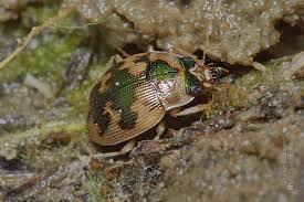 Attēlu rezultāti vaicājumam “Omophron limbatum”