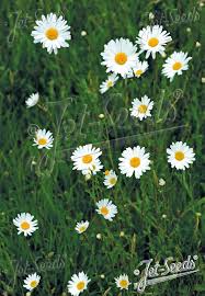Attēlu rezultāti vaicājumam “Leucanthemum vulgare”