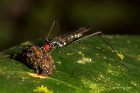 Attēlu rezultāti vaicājumam “Micropezidae”