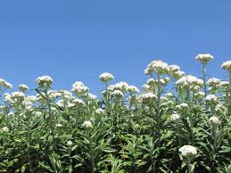 Attēlu rezultāti vaicājumam “Anaphalis margaritacea”