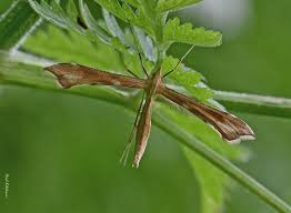 Attēlu rezultāti vaicājumam “Gillmeria pallidactyla”