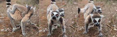 lemur ile ilgili görsel sonucu