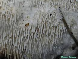 Attēlu rezultāti vaicājumam “Hydnocristella himantia”