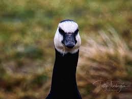 Attēlu rezultāti vaicājumam “Branta leucopsis adult”