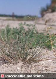 Attēlu rezultāti vaicājumam “Puccinellia distans”