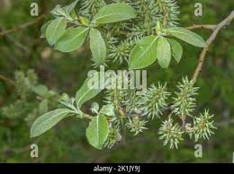 Attēlu rezultāti vaicājumam “Salix myrsinifolia female flower”