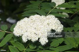 Attēlu rezultāti vaicājumam “Sorbus aucuparia flower”