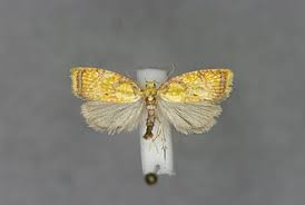 Attēlu rezultāti vaicājumam “Acleris bergmanniana”