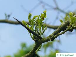 Attēlu rezultāti vaicājumam “Gleditsia triacanthos bud”
