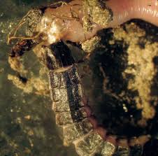 Attēlu rezultāti vaicājumam “Phosphaenus hemipterus male”