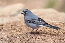 Attēlu rezultāti vaicājumam “Passeriformes”