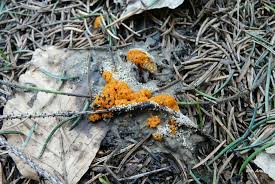 Attēlu rezultāti vaicājumam “Byssonectria fusispora”