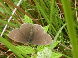 Attēlu rezultāti vaicājumam “Aphantopus hyperantus upperside”