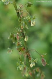 Attēlu rezultāti vaicājumam “Rumex obtusifolius flower”