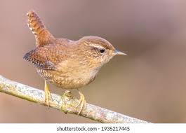 Attēlu rezultāti vaicājumam “Troglodytes troglodytes”