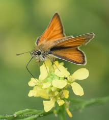Attēlu rezultāti vaicājumam “Thymelicus sylvestris male”