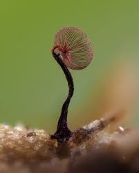 Attēlu rezultāti vaicājumam “Cribraria sp.”