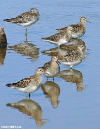 Image result for Calidris melanotos