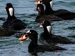 Image result for Melanitta perspicillata